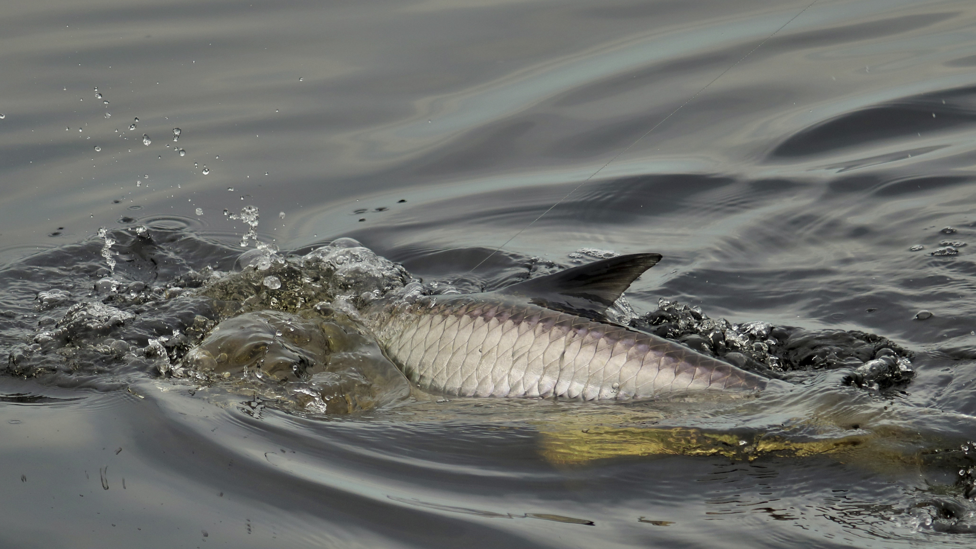 baby tarpon fish